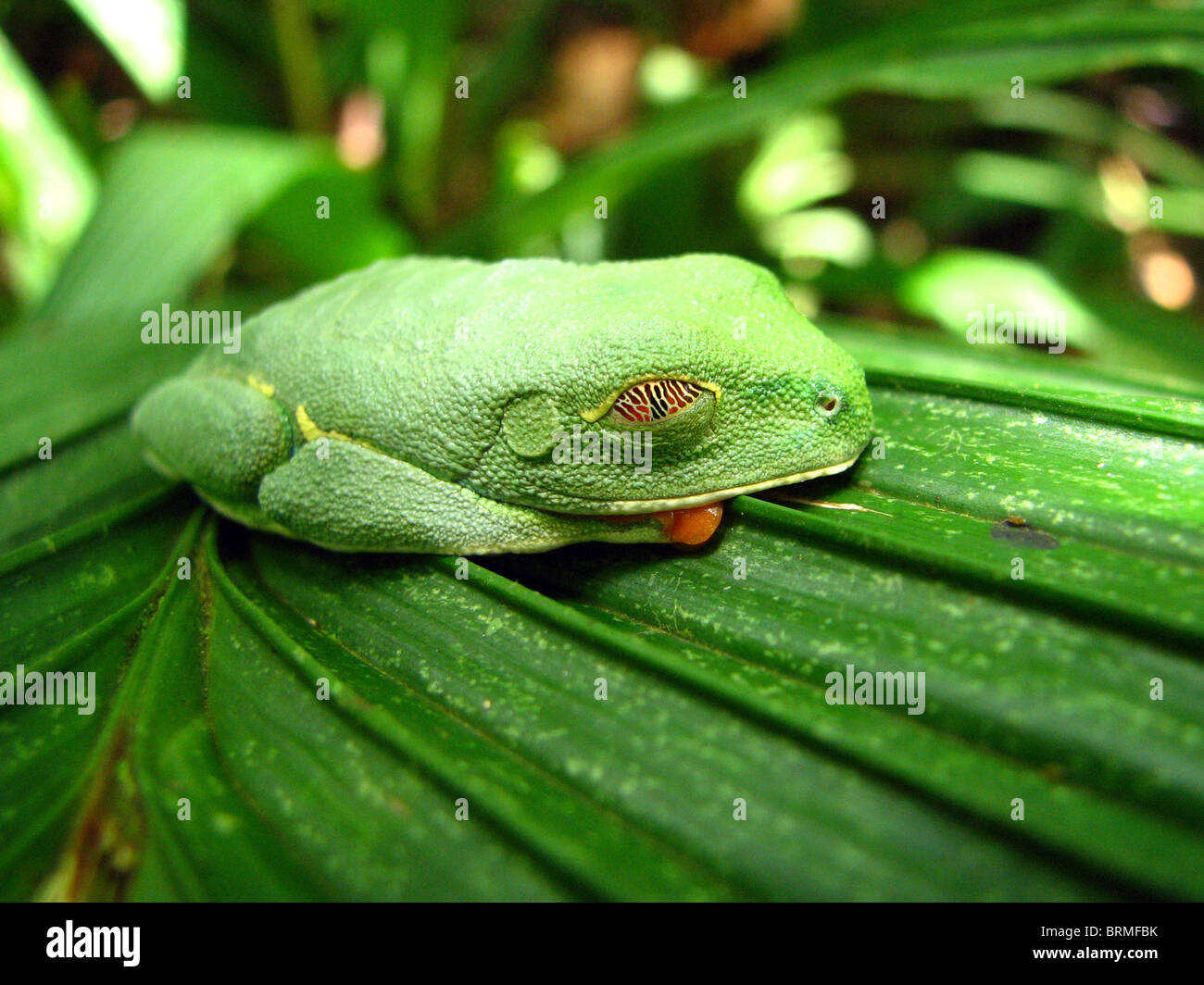 A Sleeping Red-eyed Leaf Frog in Costa Rica Stock Photo