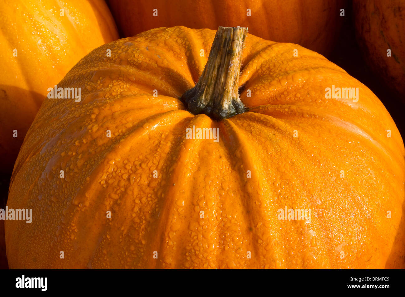 English Pumpkins grown at Market Garden, Tarleton, Southport, Lancashire, UK Stock Photo
