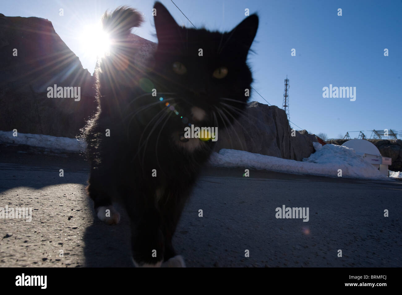 Tame cat, close up Stock Photo