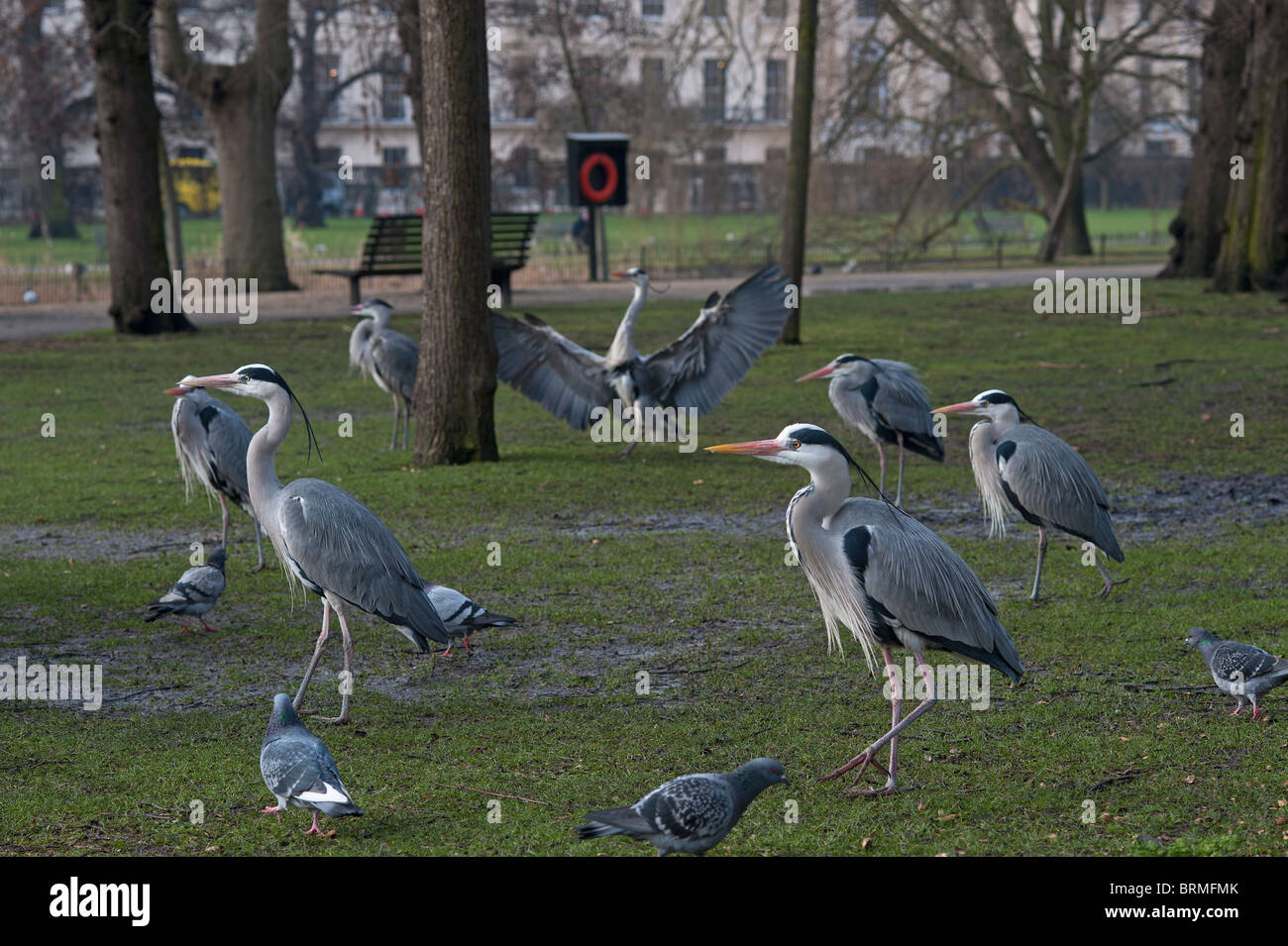 Grey Heron Ardea cinerea Regents Park Central London winter Stock Photo