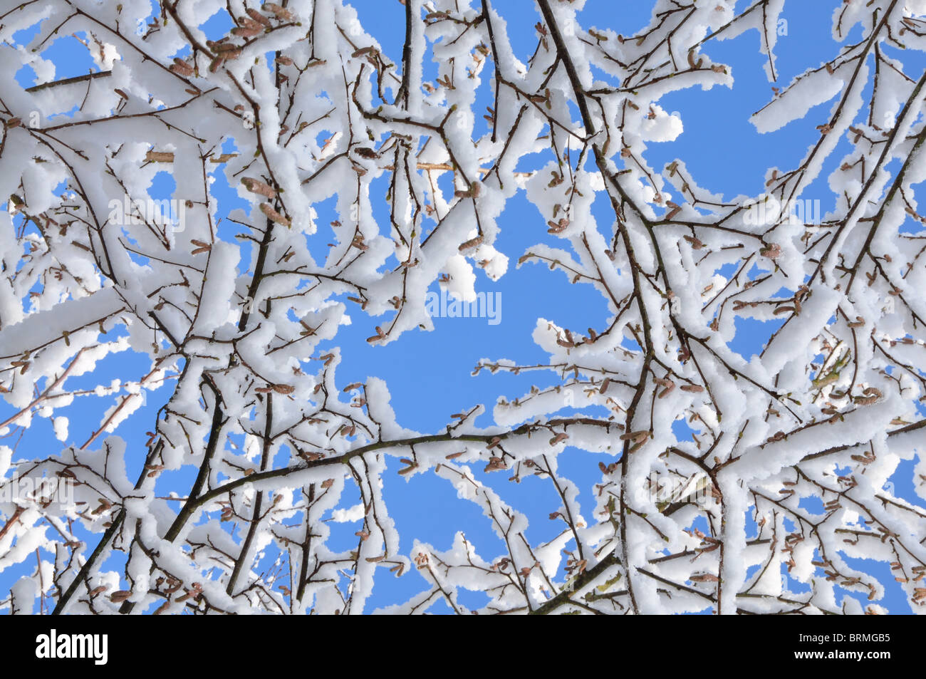 Frosted tree branches hi-res stock photography and images - Alamy