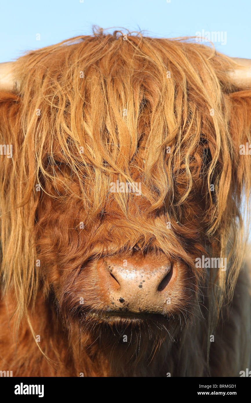 Portray of a bovid. Stock Photo
