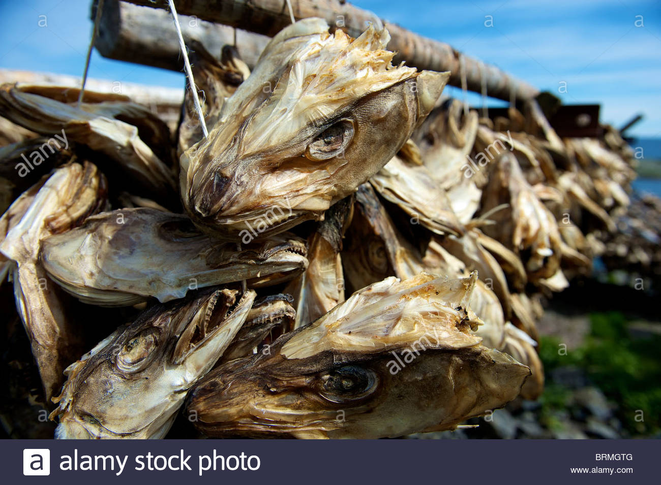 Cod fish head