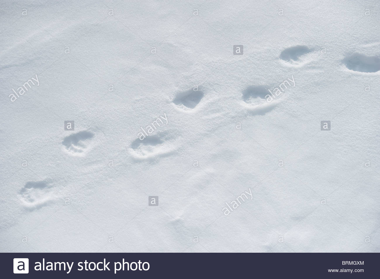 Bear Paw Prints In Snow High Resolution Stock Photography and Images - Alamy