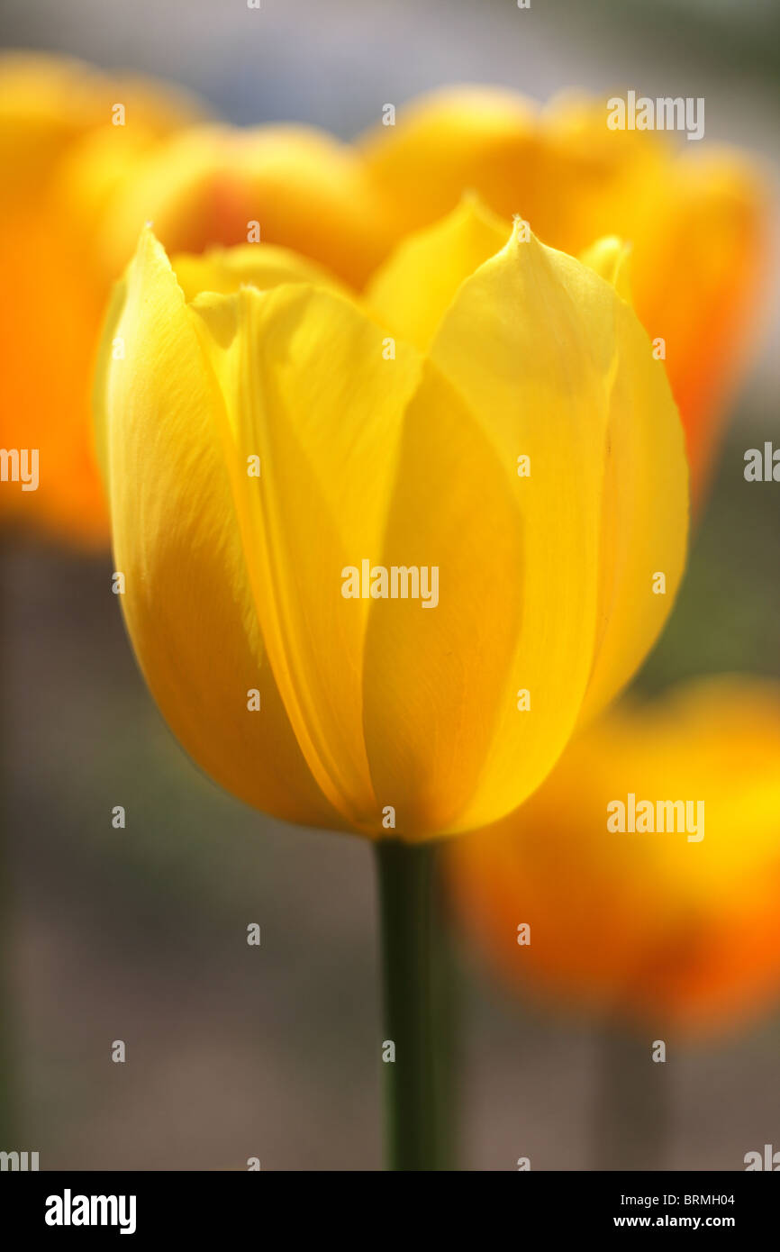 yellow tulip in the garden Stock Photo - Alamy