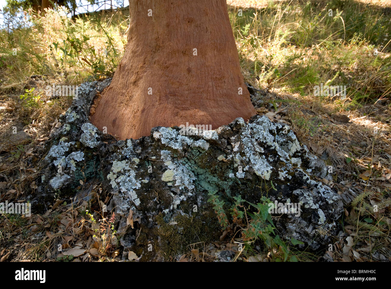 Oak tree cut hi-res stock photography and images - Alamy