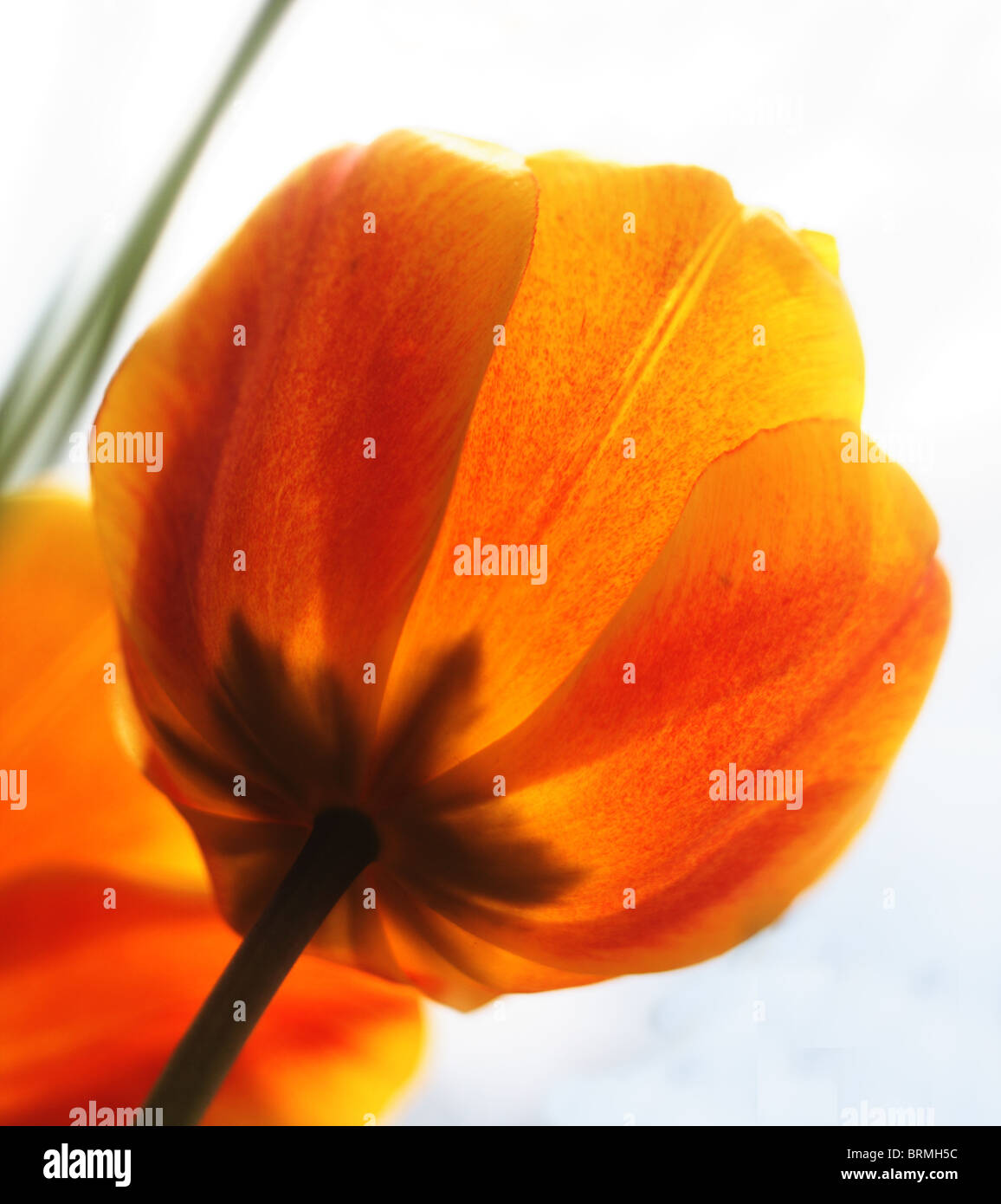 yellow tulip in the garden Stock Photo - Alamy