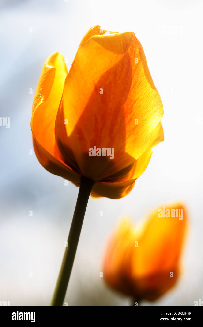 yellow tulip in the garden Stock Photo - Alamy