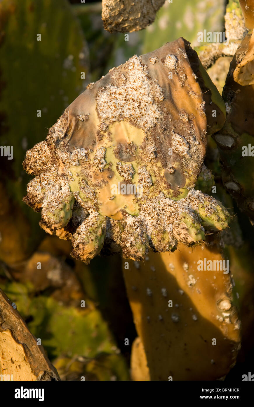 Diseased fruit growth fungus diseased plant damaged drooping wilting hi