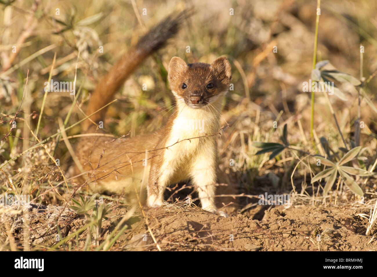Mustela frenata hi-res stock photography and images - Alamy