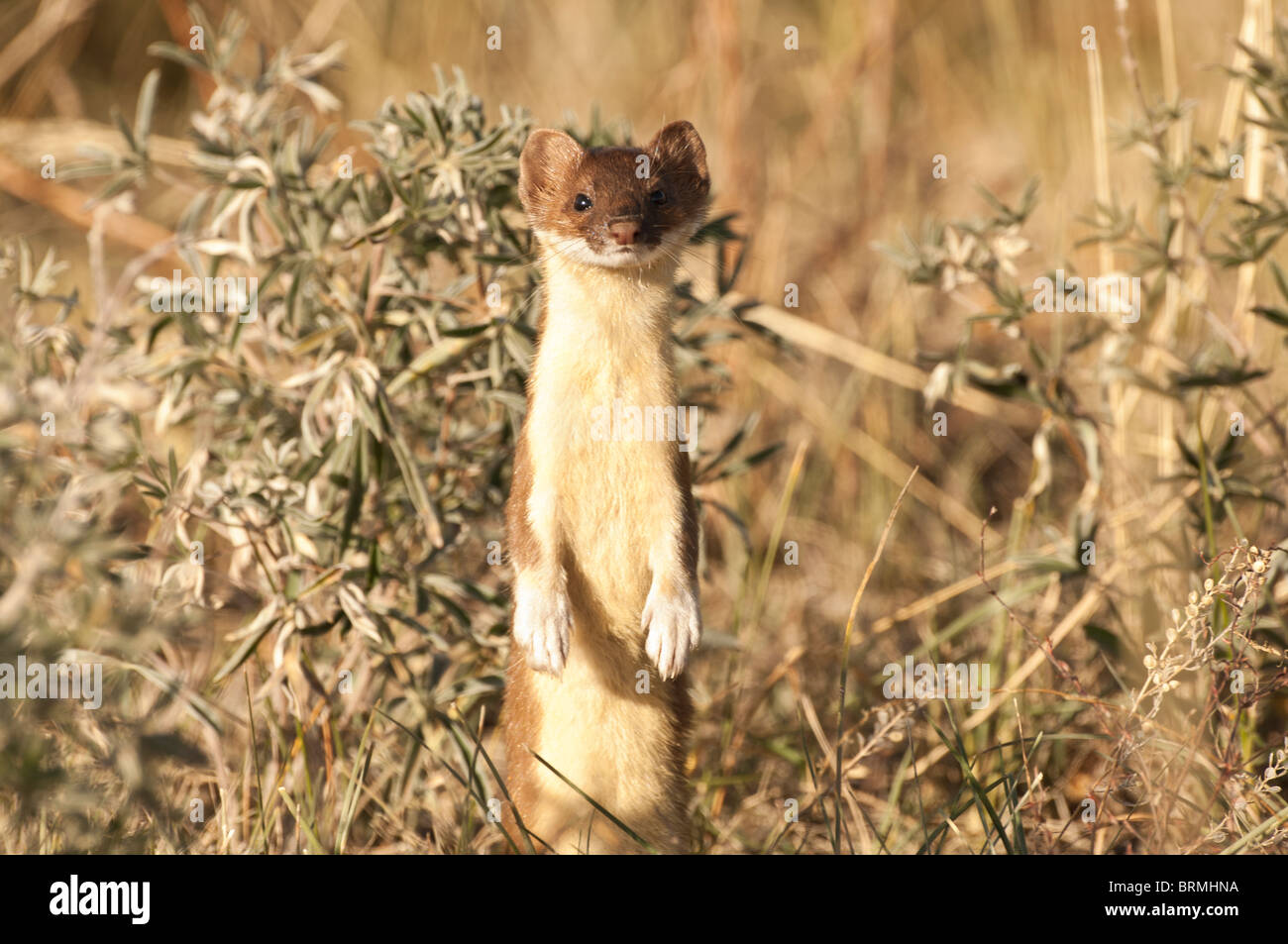 Stock photo of a long-tailed weasel (Mustela frenata) standing in sagebrush habitat, Grand Teton National Park, Wyoming Stock Photo