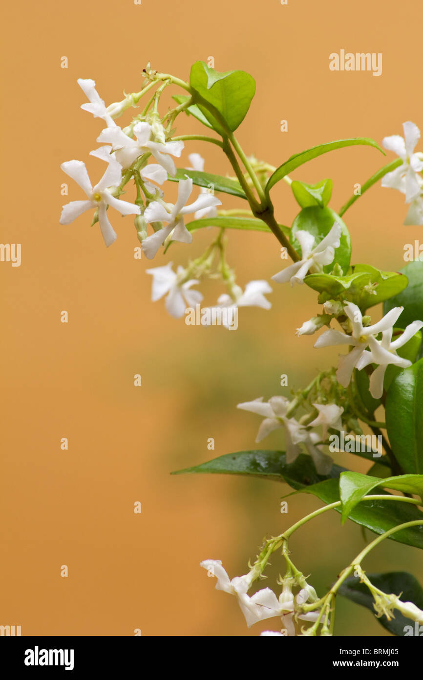 Star jasmine in bloom Stock Photo