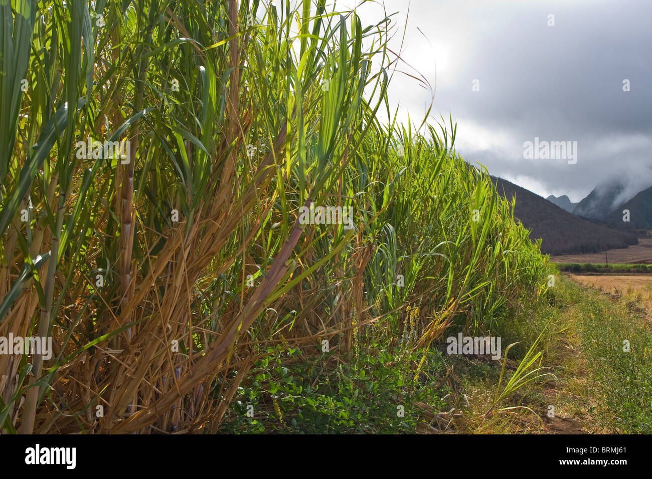 Large sugar cane plantation with cloudy sky Stock Photo