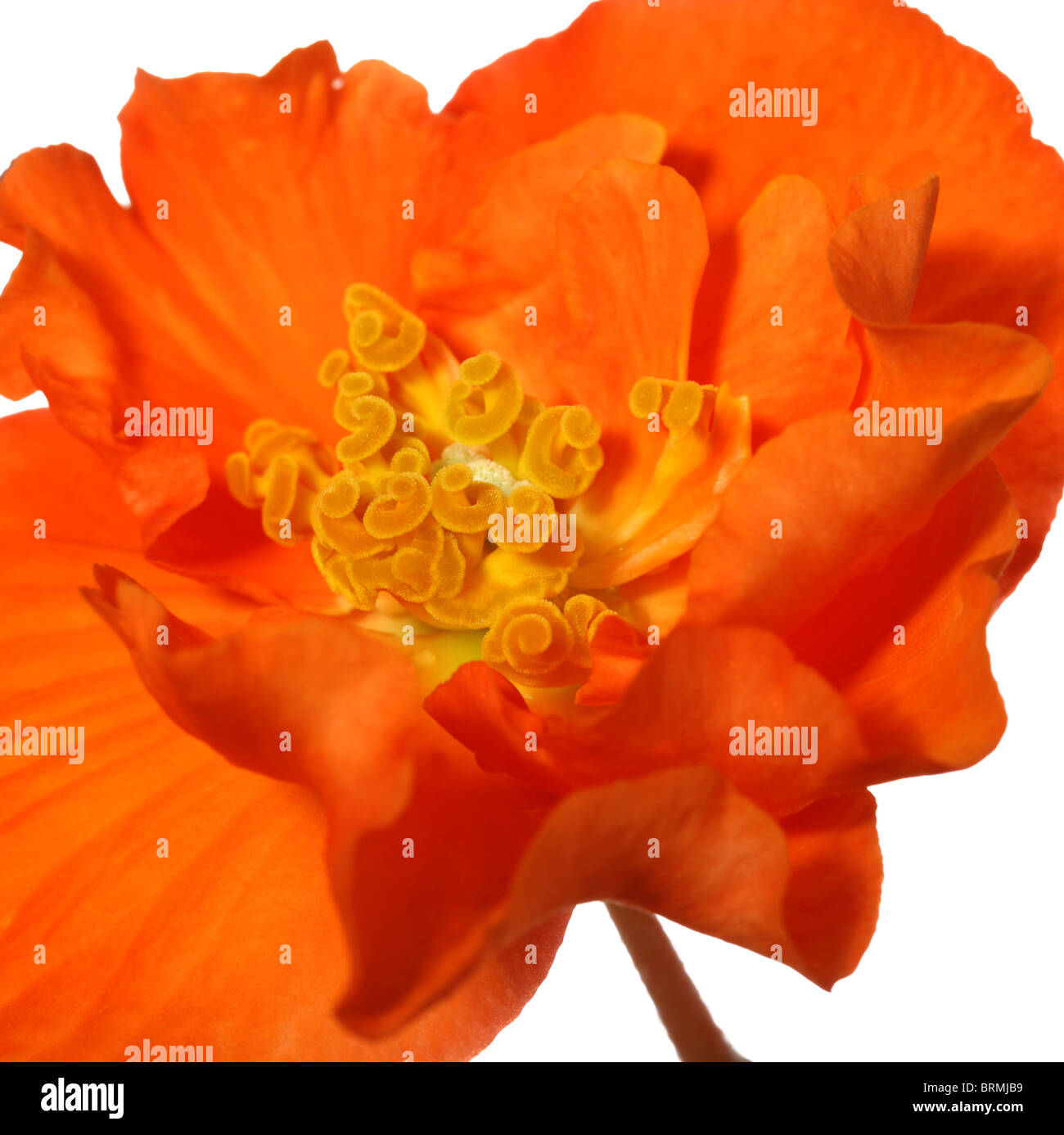 Close up of an orange coloured begonia Stock Photo