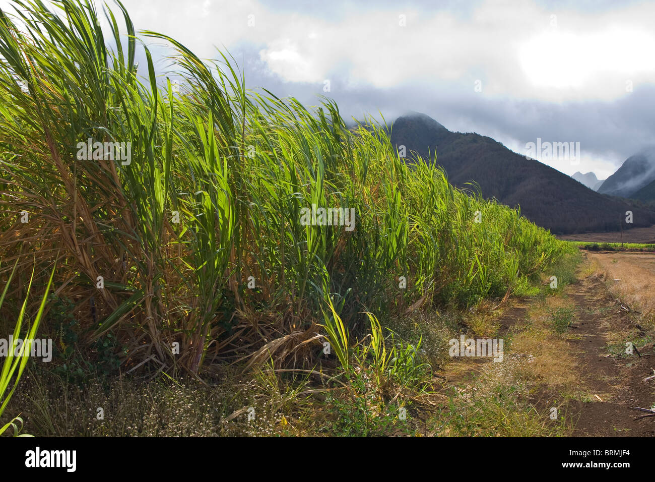 Large sugar cane plantation with cloudy sky Stock Photo