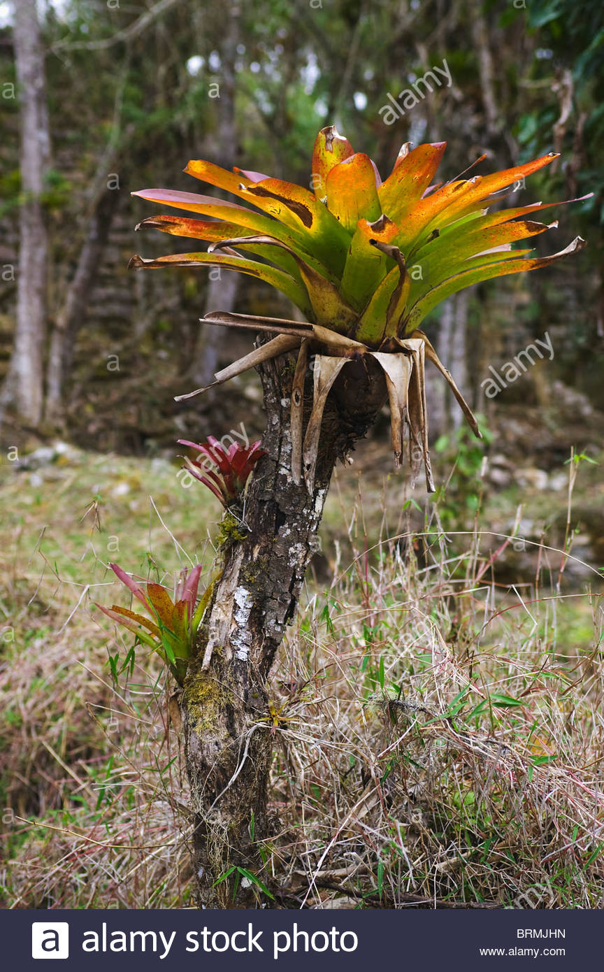Bromeliads In Natural Habitat High Resolution Stock Photography and Images  - Alamy