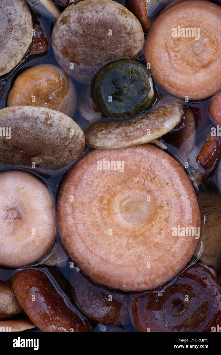 Decorative mushroom with shower in the water park Stock Photo - Alamy