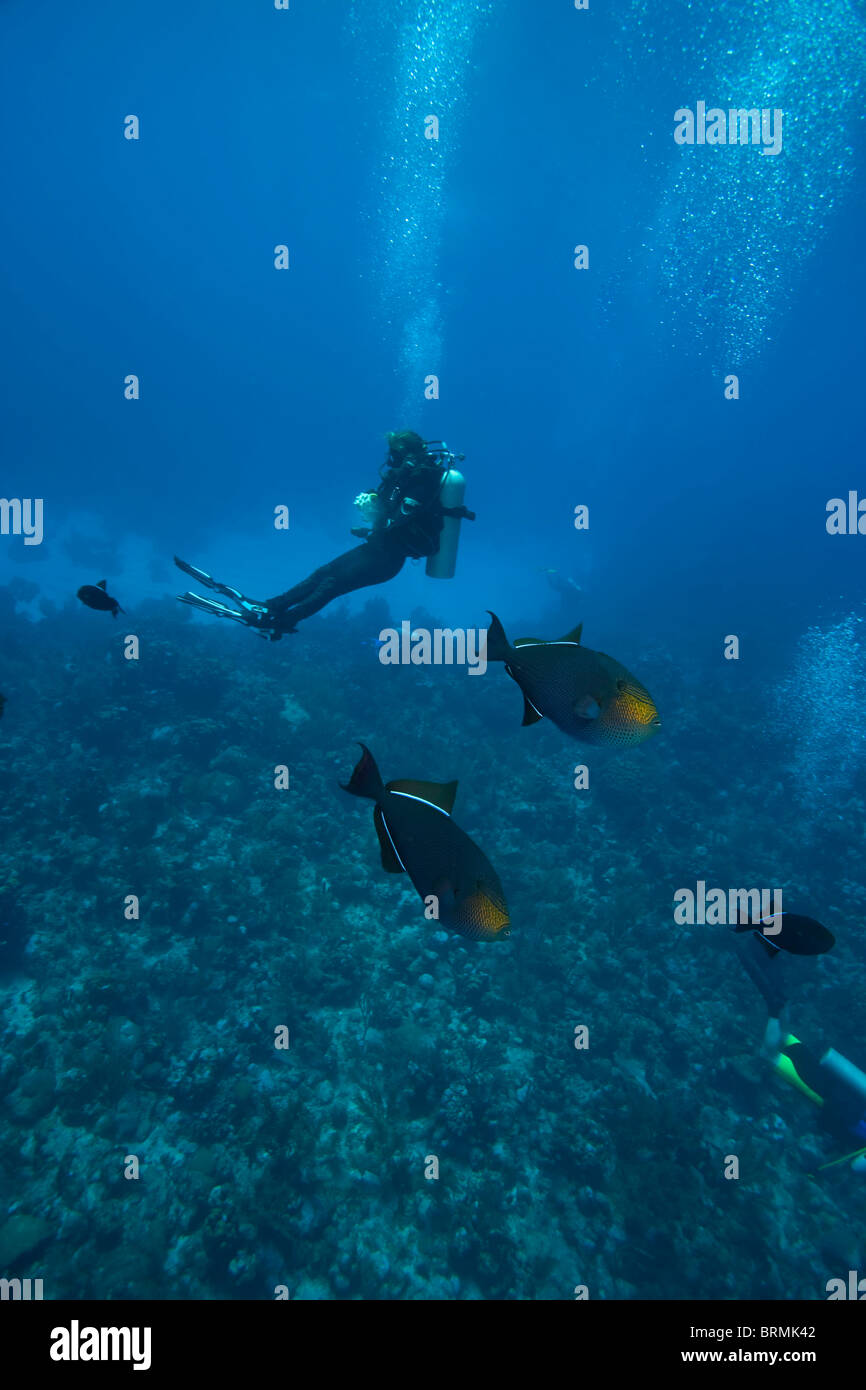 Scuba Diver, Black Durgon (Melichthys niger), Utila, Bay Islands, Honduras, Central America Stock Photo