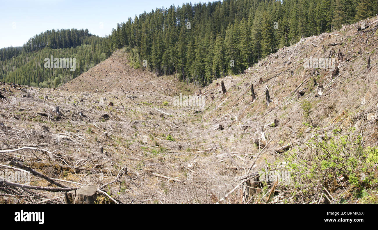 Clear cut logging slope, in Cascades east of Newport, Oregon Coast Stock Photo