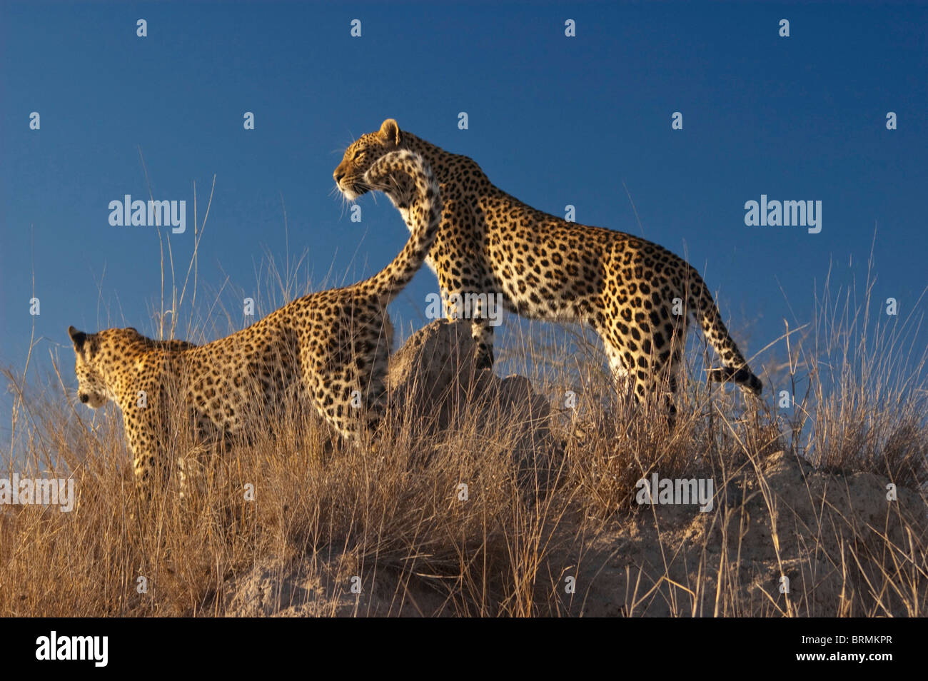 Leopards Stock Photo