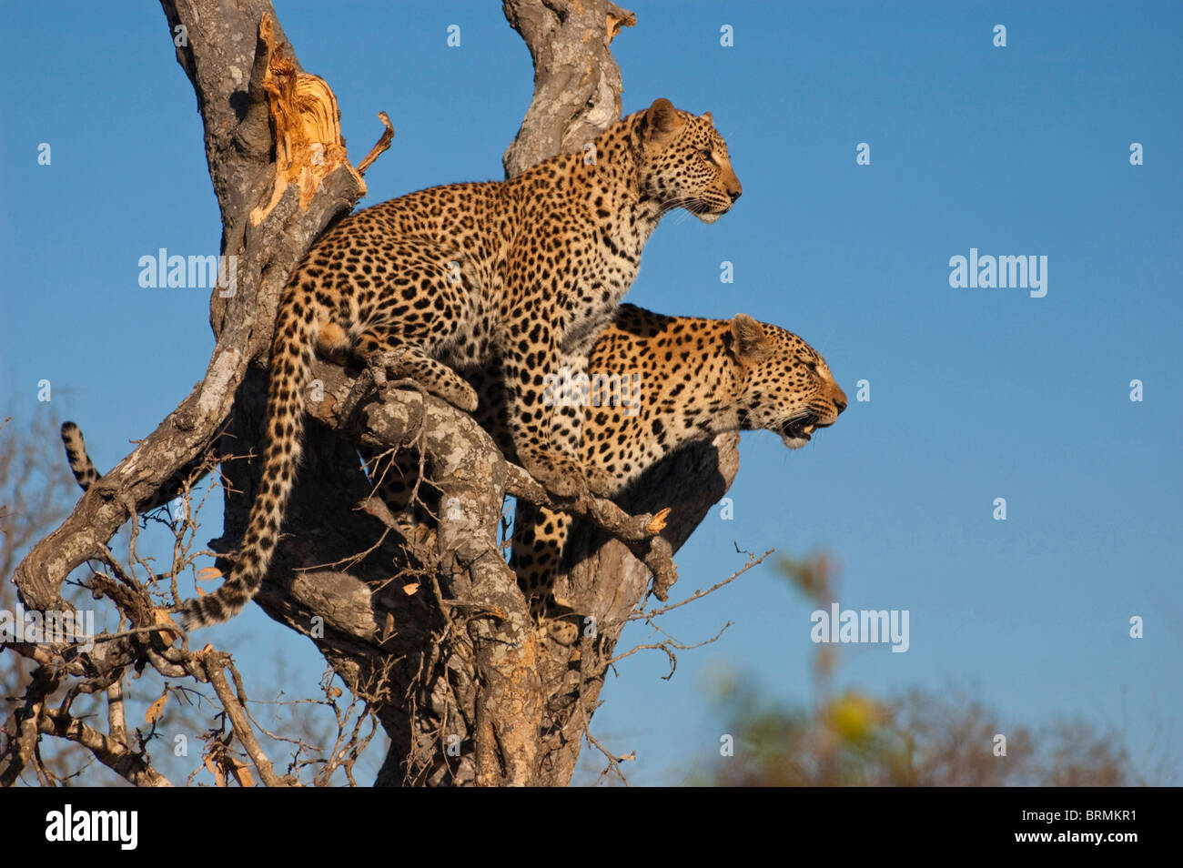 Leopards side by side in a dry tree trunk Stock Photo
