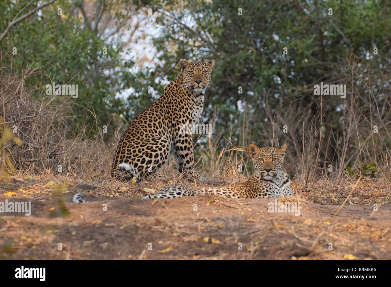 Leopards sitting and lying down in shade Stock Photo