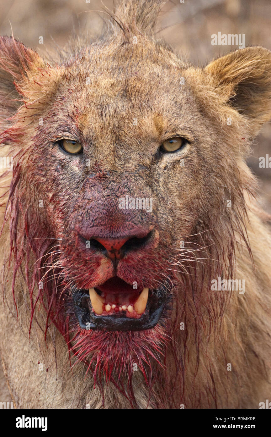 Lions bloodied face and mouth Stock Photo