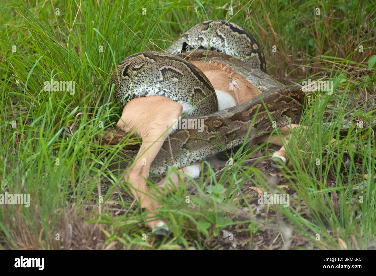 African rock python squeezing an impala to death Stock Photo