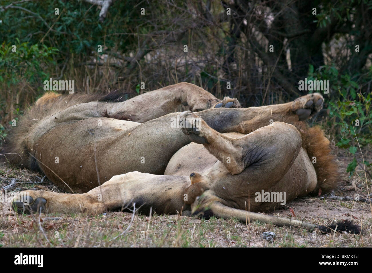 Two male lion lying on their backs with legs over one another Stock Photo