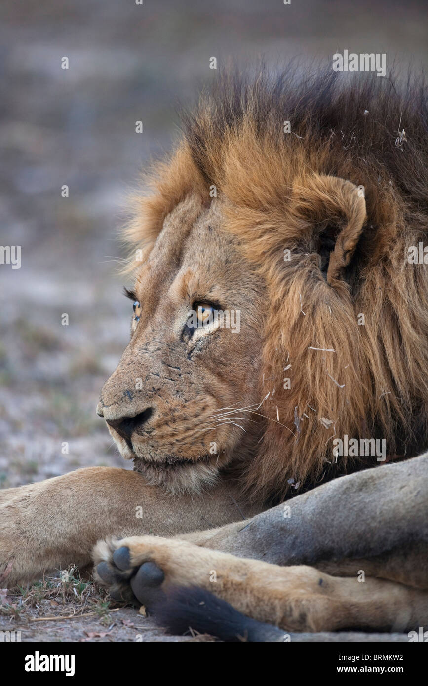 Portrait of a dark-maned male lion resting Stock Photo