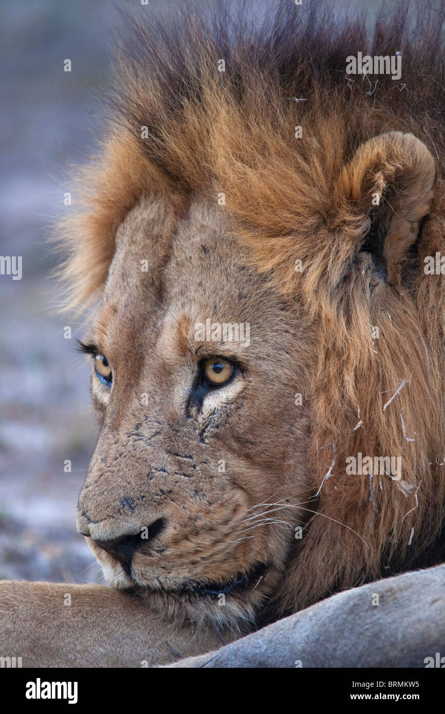 Tight portrait of a dark-maned male lion resting Stock Photo