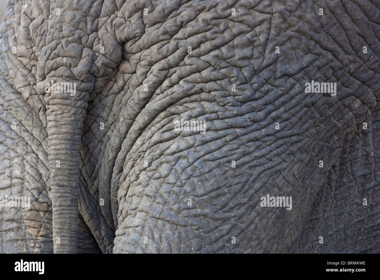 Close-up photo of the rear of an elephant showing the base of the tail Stock Photo