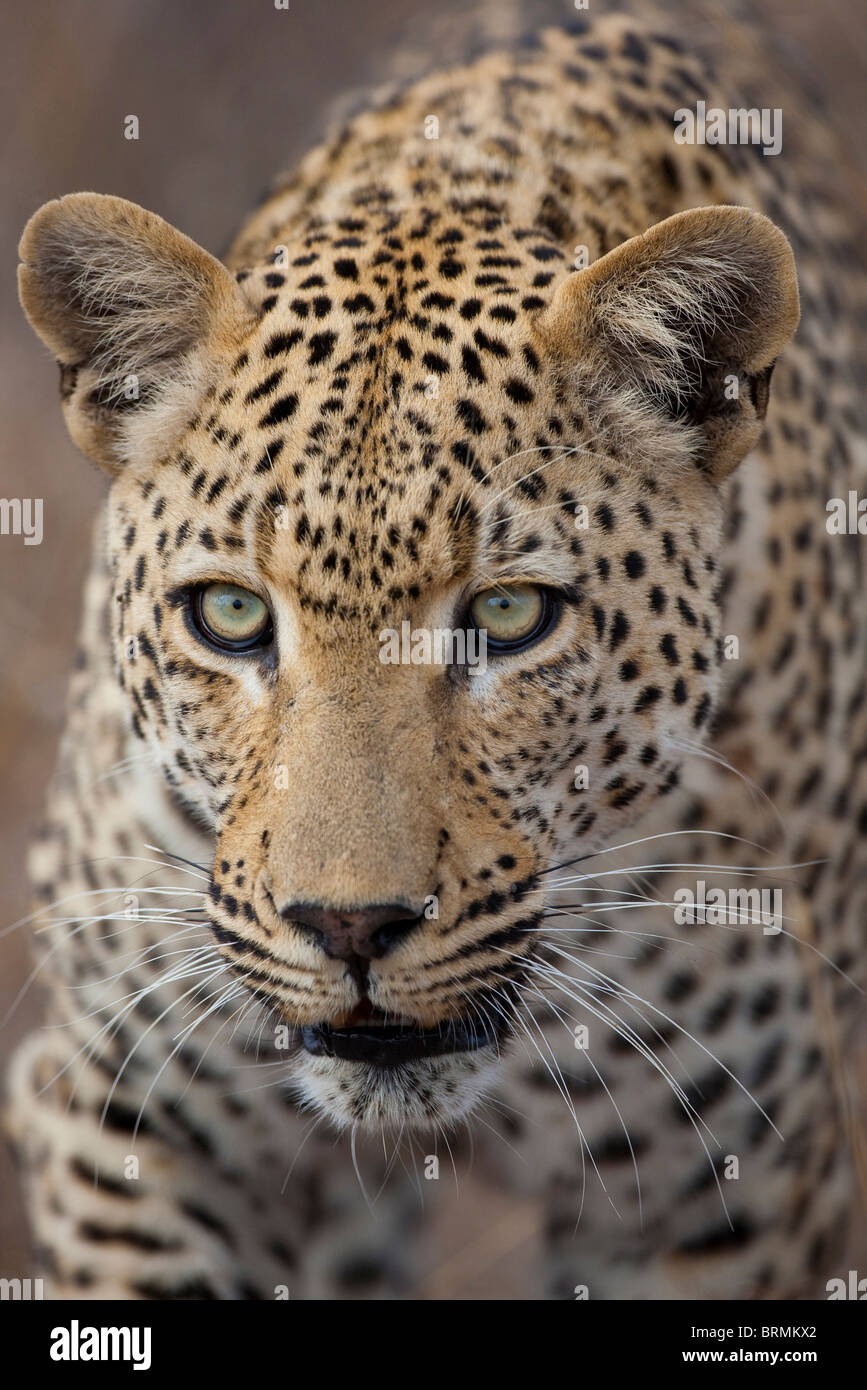 Frontal portrait of a male leopard Stock Photo