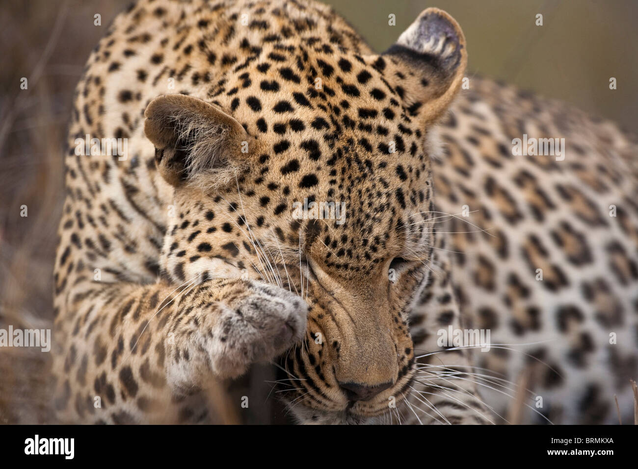 Portrait of a male leopard grooming itself Stock Photo