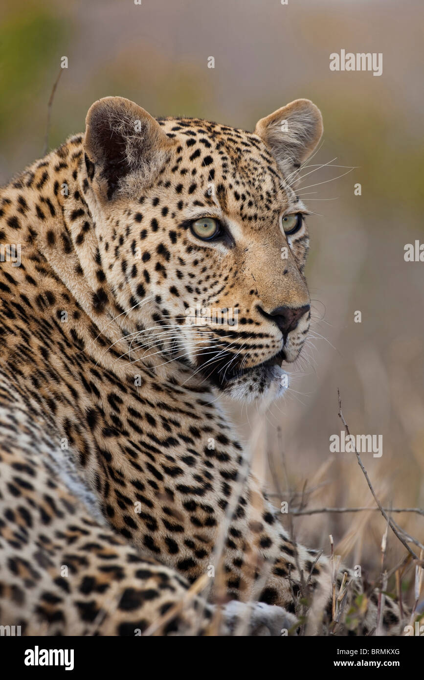 Male leopard sitting upright looking alert Stock Photo
