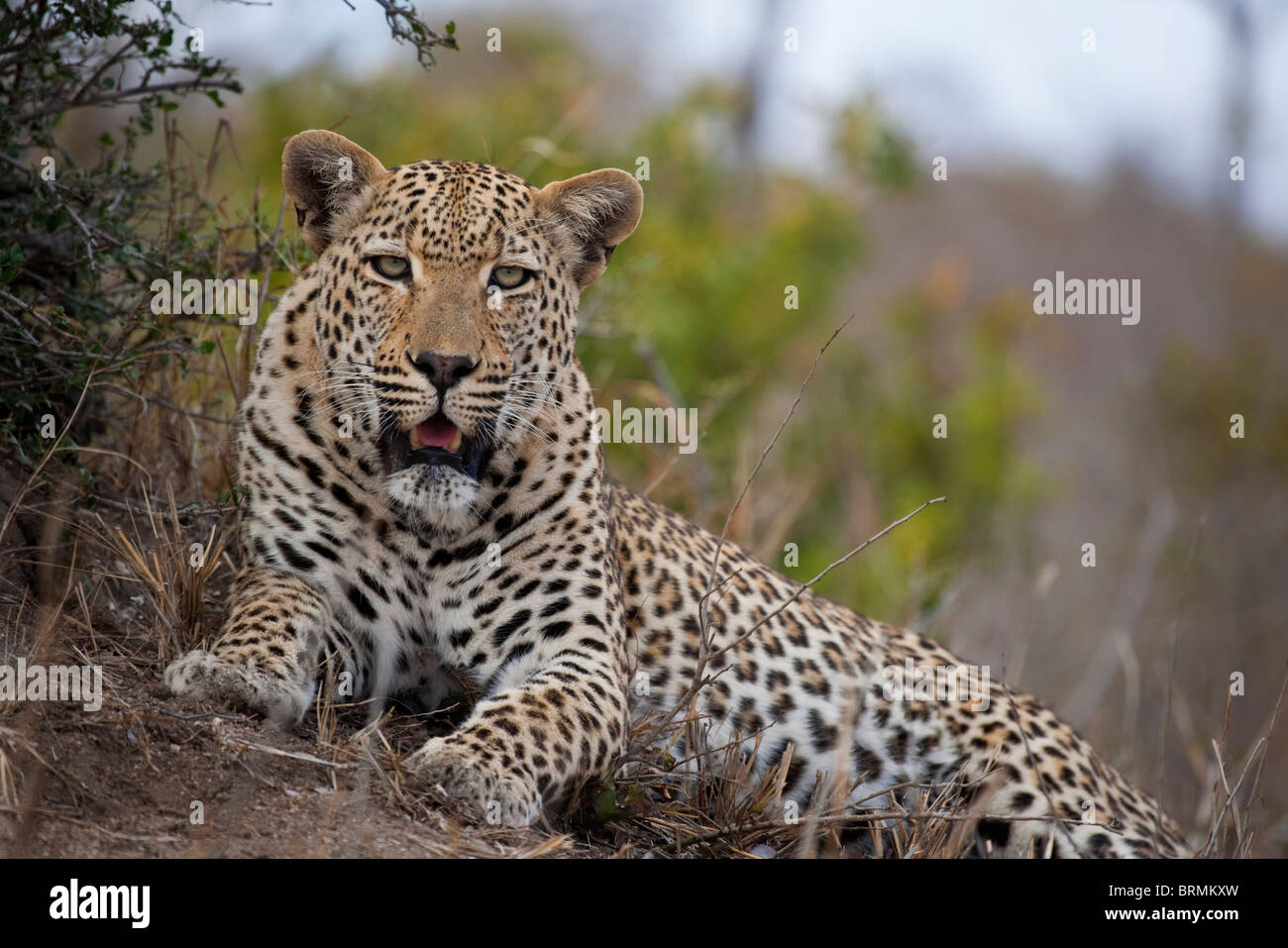 Leopard resting Stock Photo
