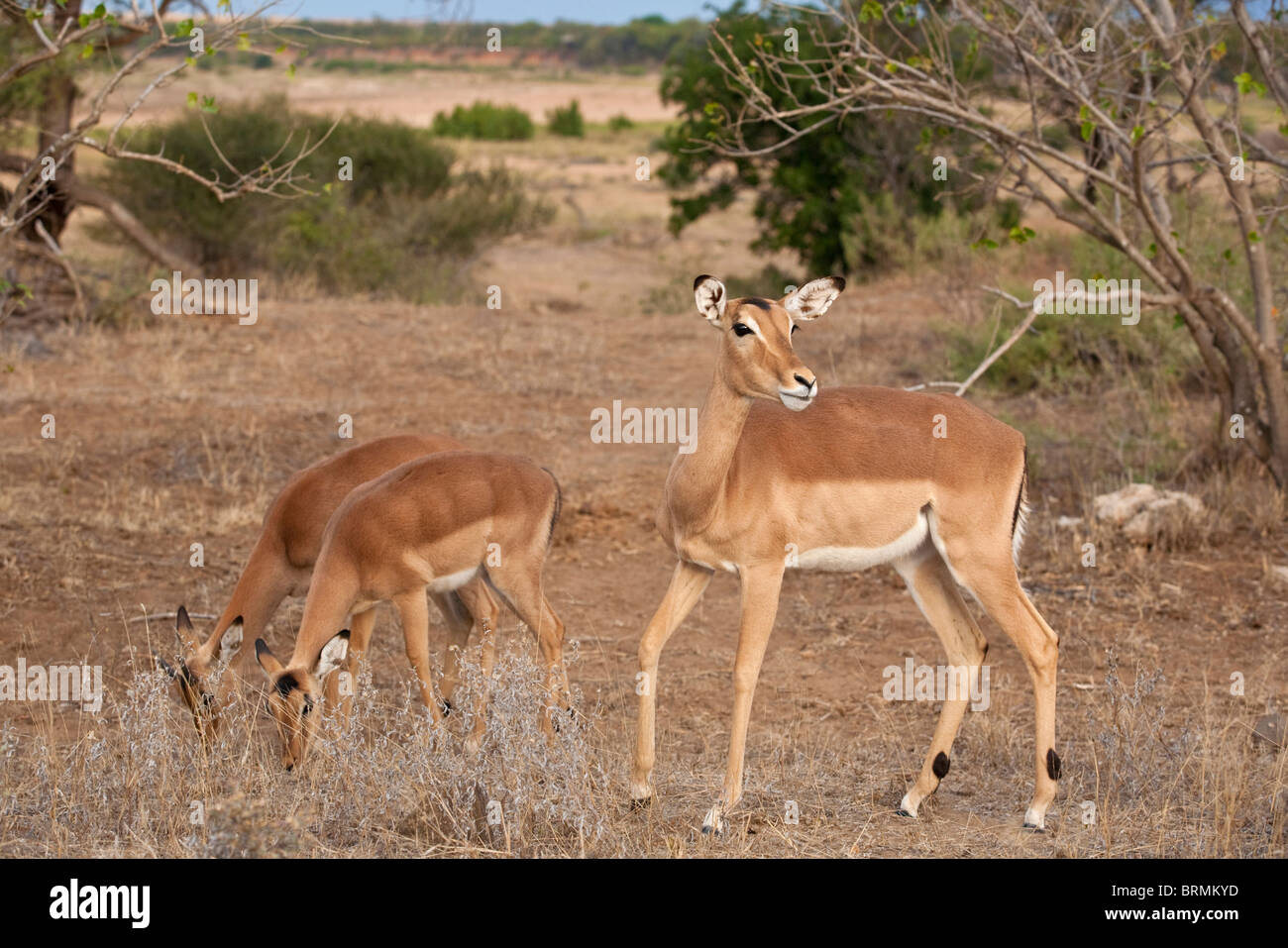 Impala ewe standing with two others feeding Stock Photo
