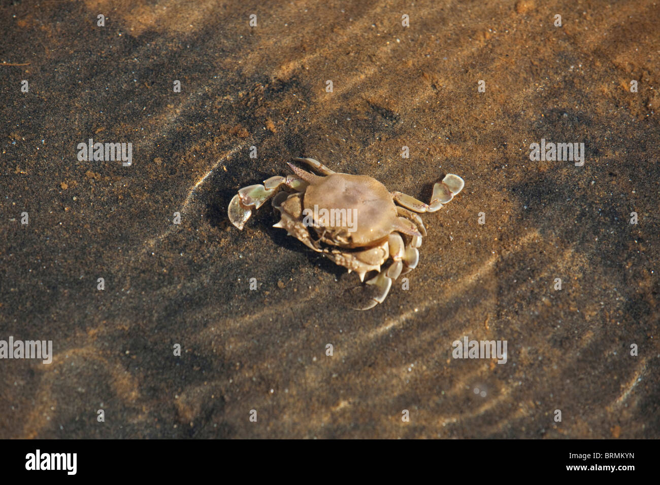 Aquatic crab in sea water Stock Photo