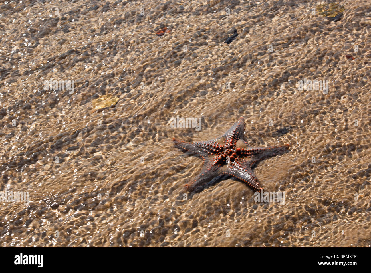 Starfish in shallow water on the beach Stock Photo