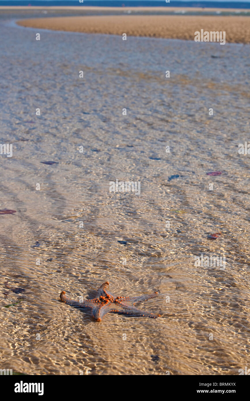 A scenic view of a starfish in shallow water on the beach Stock Photo