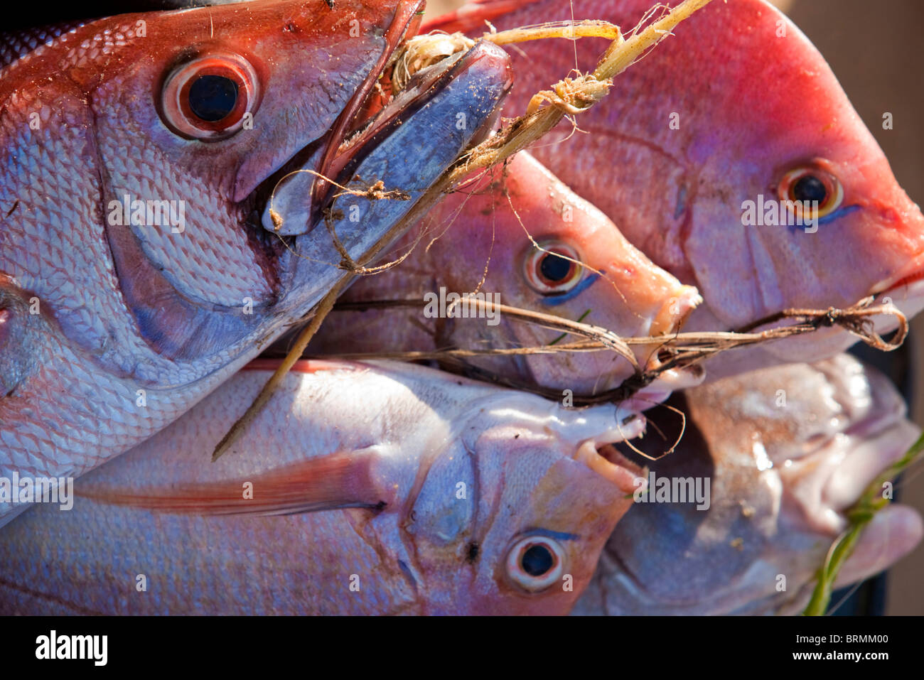 A bundle of fresh fish - the catch of the day Stock Photo - Alamy