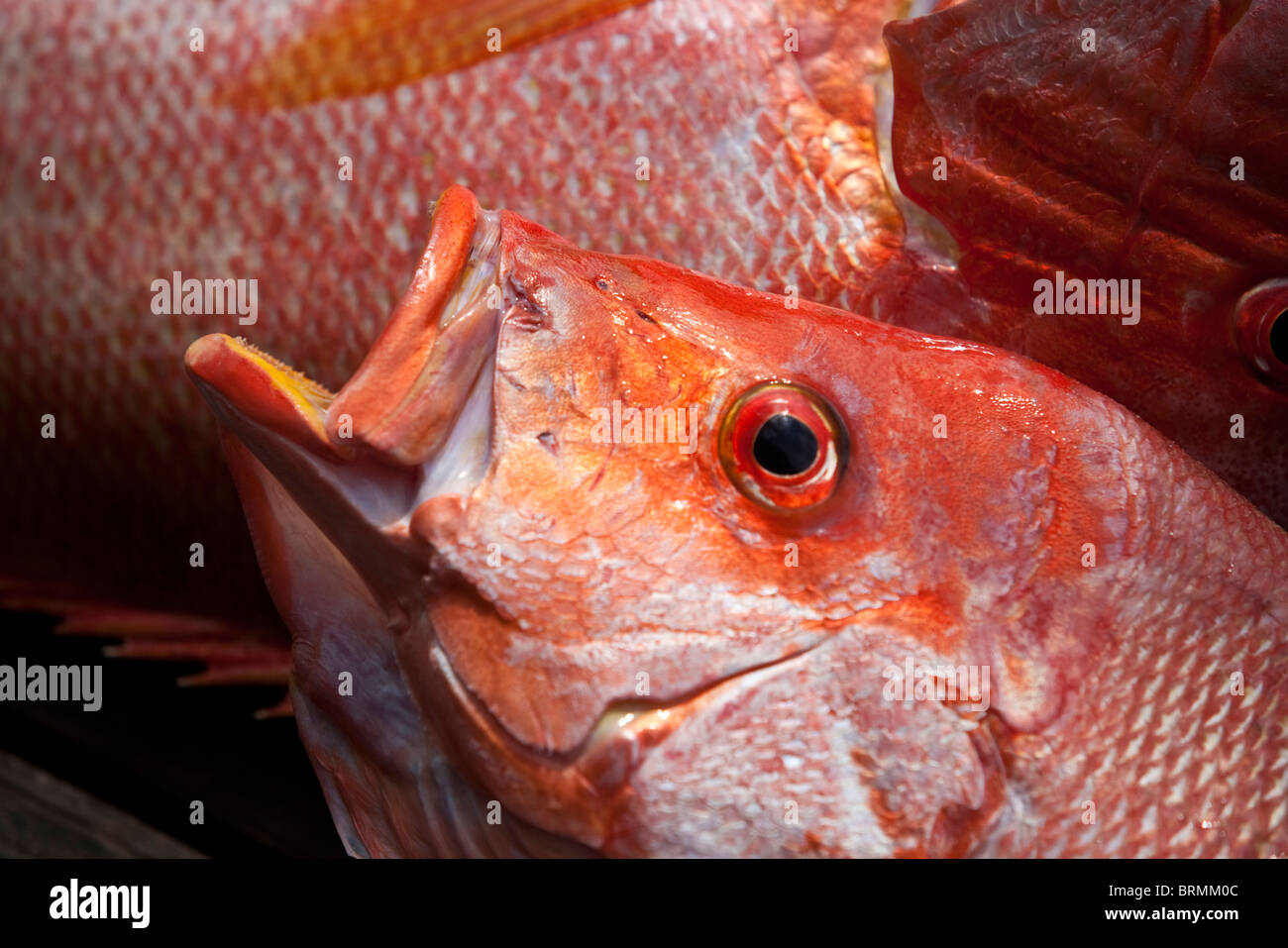 Close-up of a freshly caught fish Stock Photo
