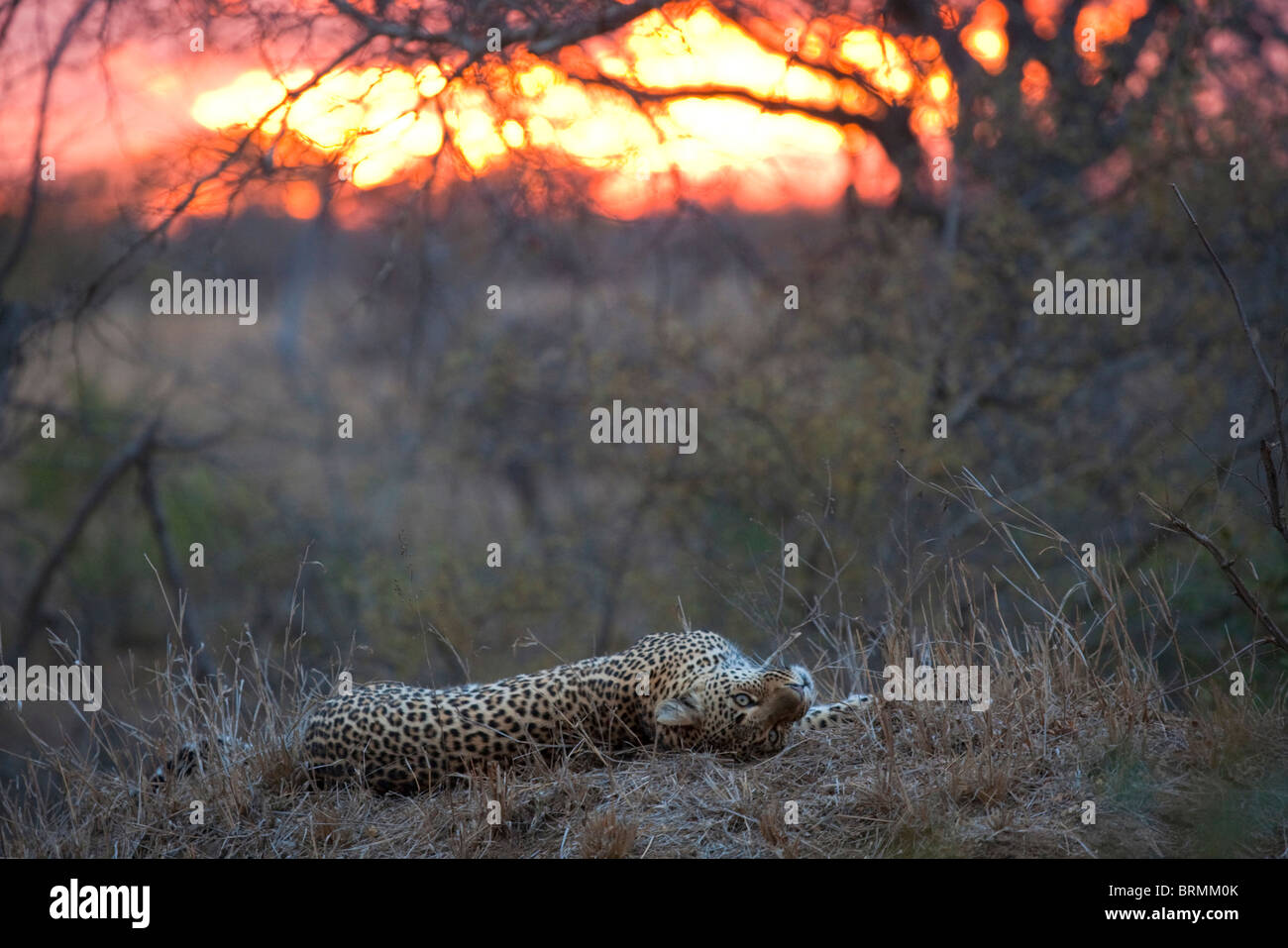 Sunset safari hires stock photography and images Alamy