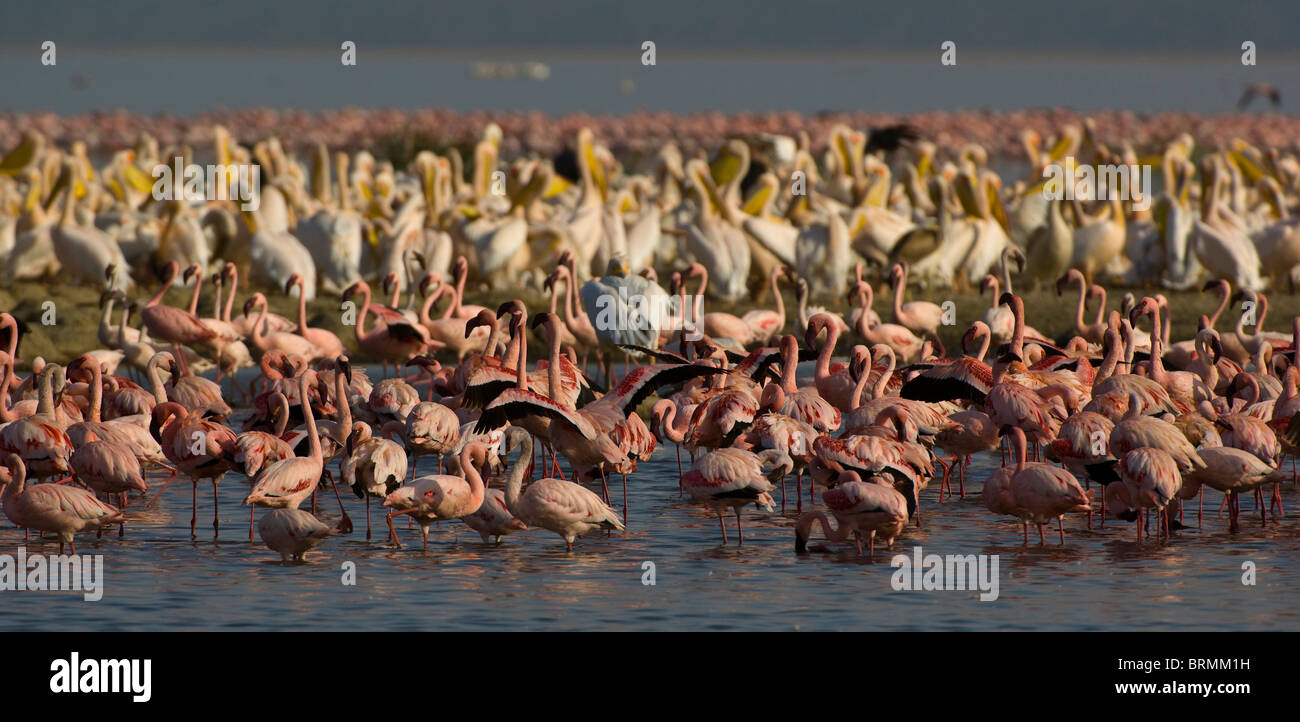 Lesser Flamingos and Great White Pelicans gathered together in Lake Nakuru Stock Photo