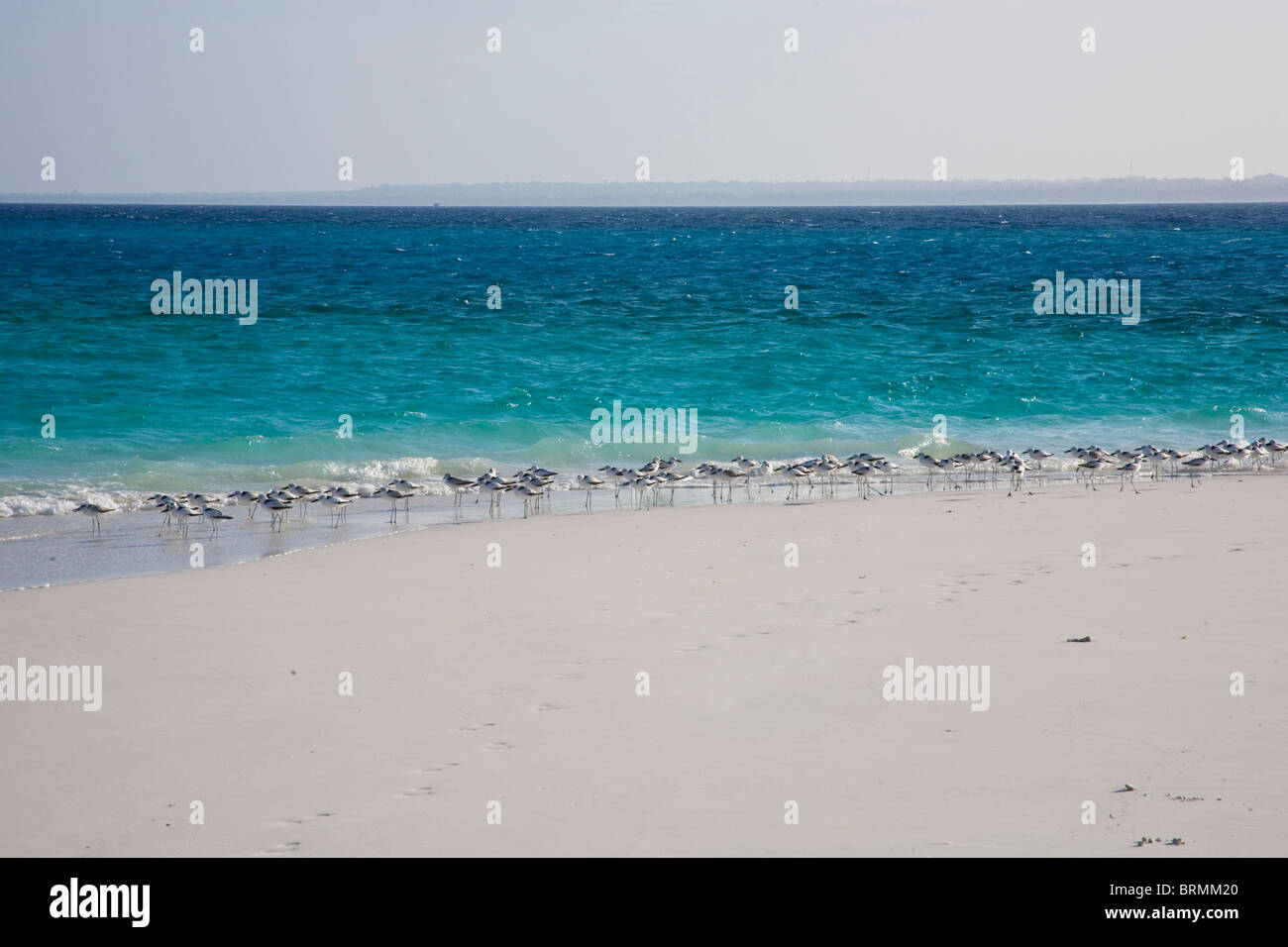 Coastal waders on the beach at Mnemba Island Stock Photo