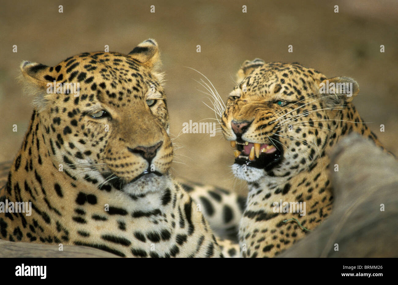 Portrait of a Male and female leopard snarling at one another Stock