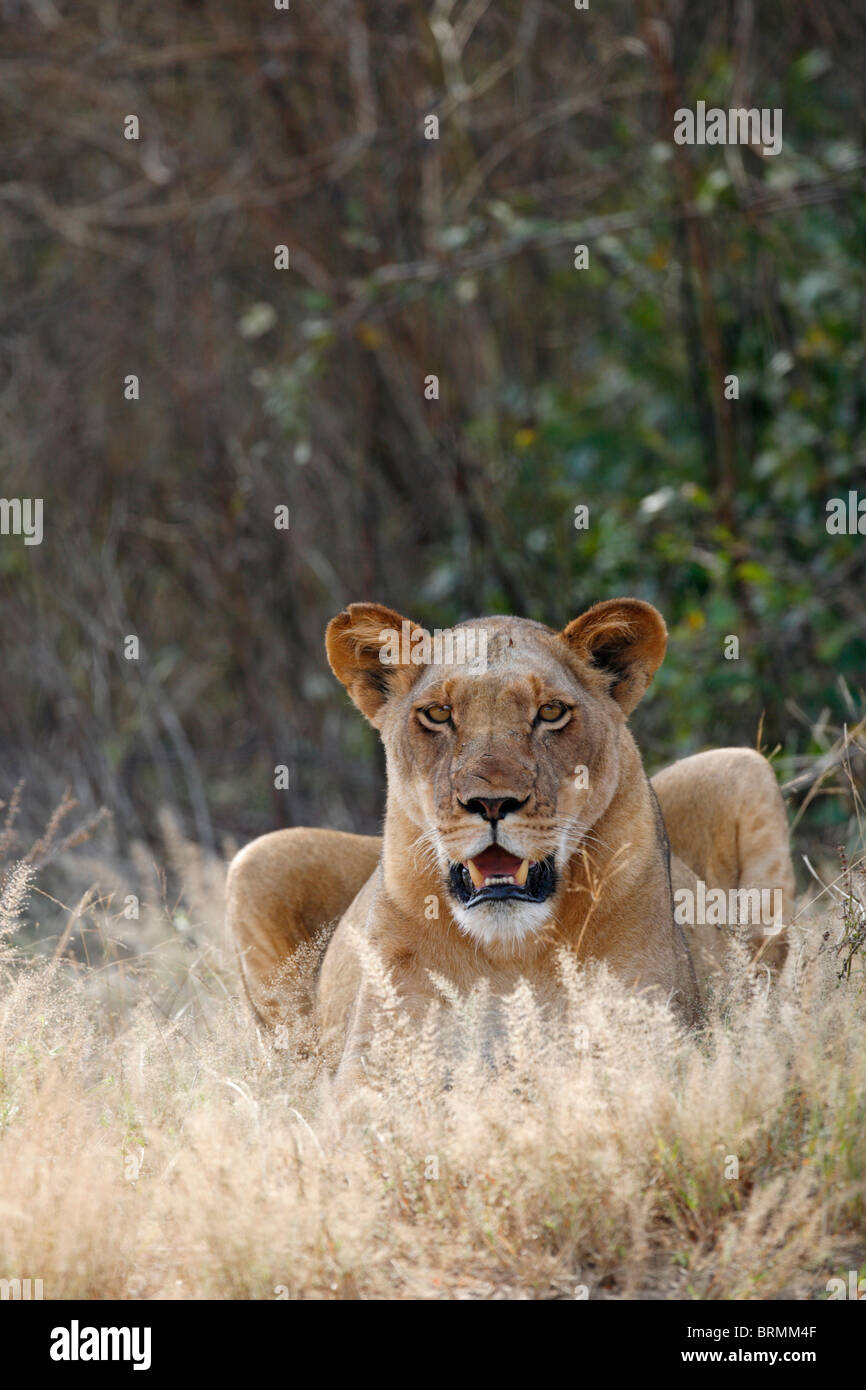 Frontal portrait of a female lion Stock Photo