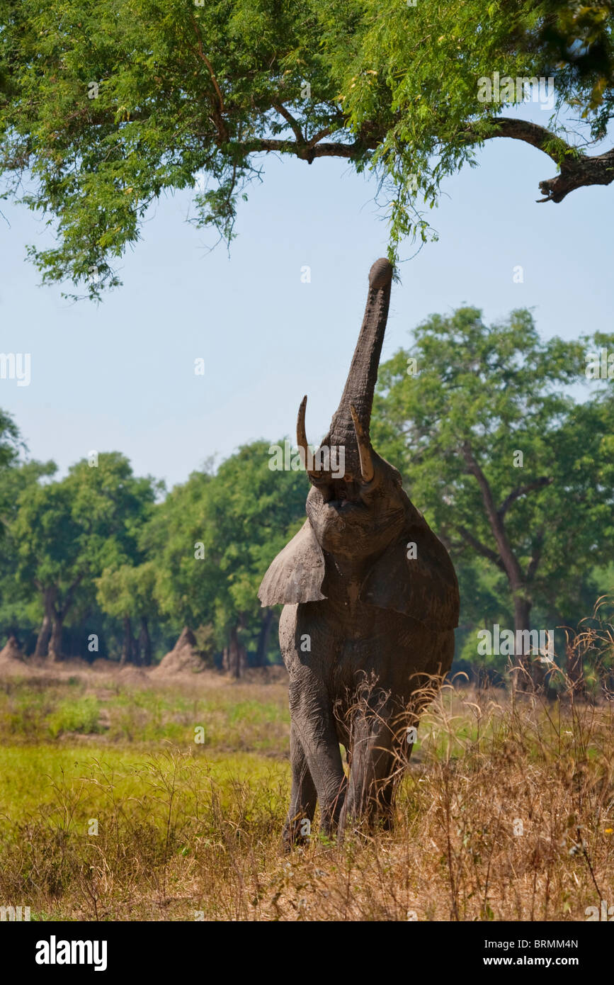 Frontal view of a lone bull elephant with its trunk at full stretch reaching to the lowest branches of a Feidherbia albida tree Stock Photo