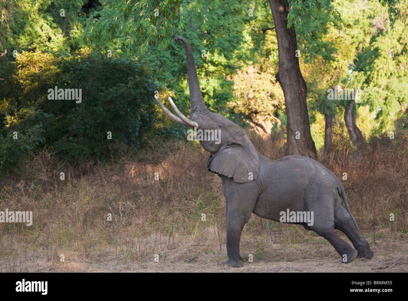 Trunk Up Elephant High Resolution Stock Photography and Images - Alamy