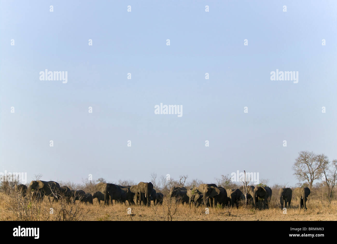 A scenic view of a large breeding herd of elephants tightly bunched up as they move through the bushveld Stock Photo
